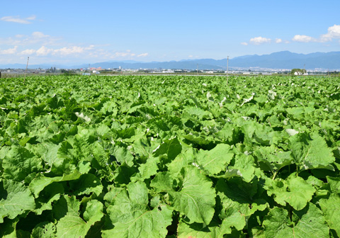 山形村写真