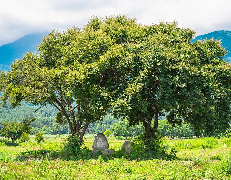 Japan's original scenery visited by bicycle　写真