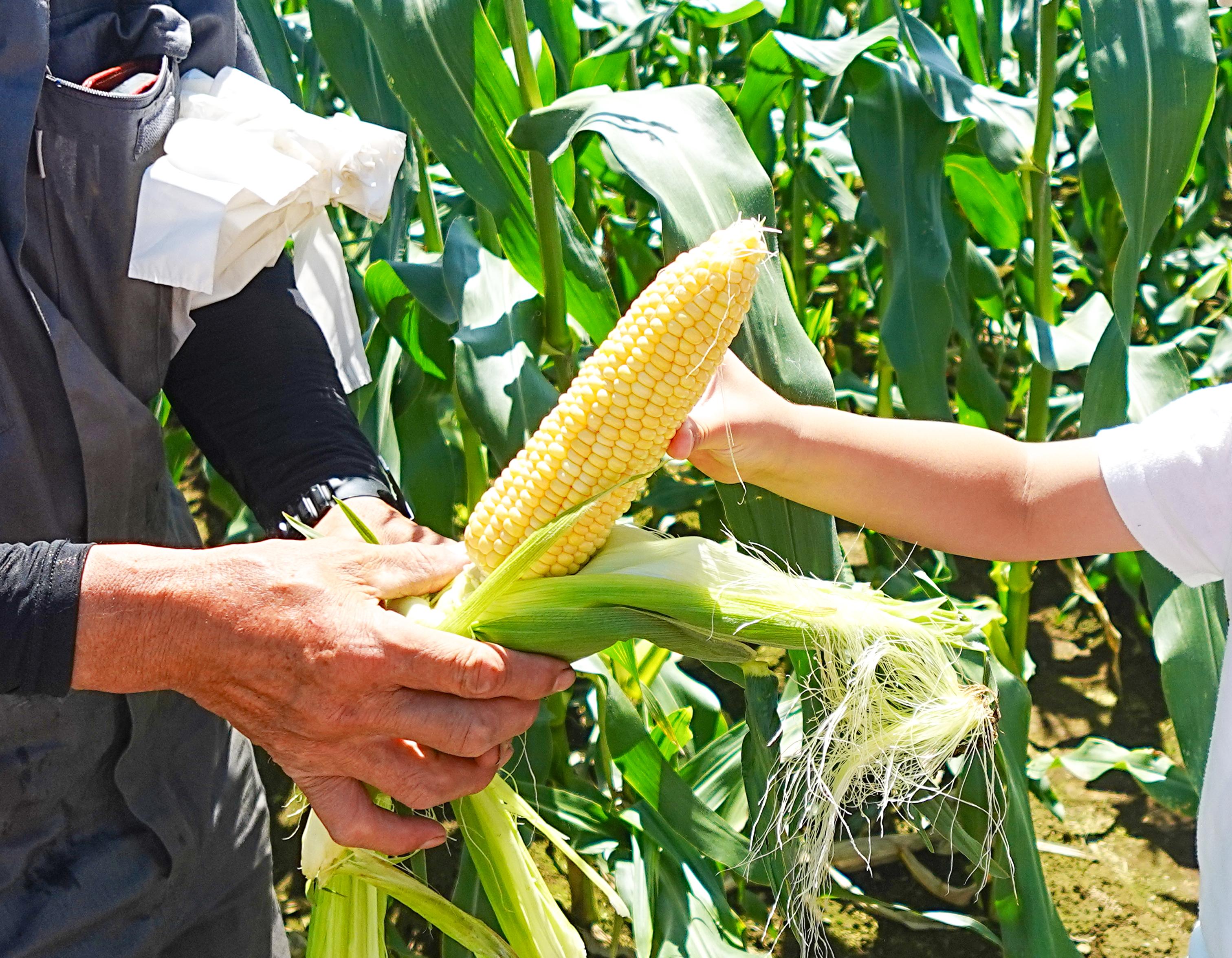 収穫体験　写真