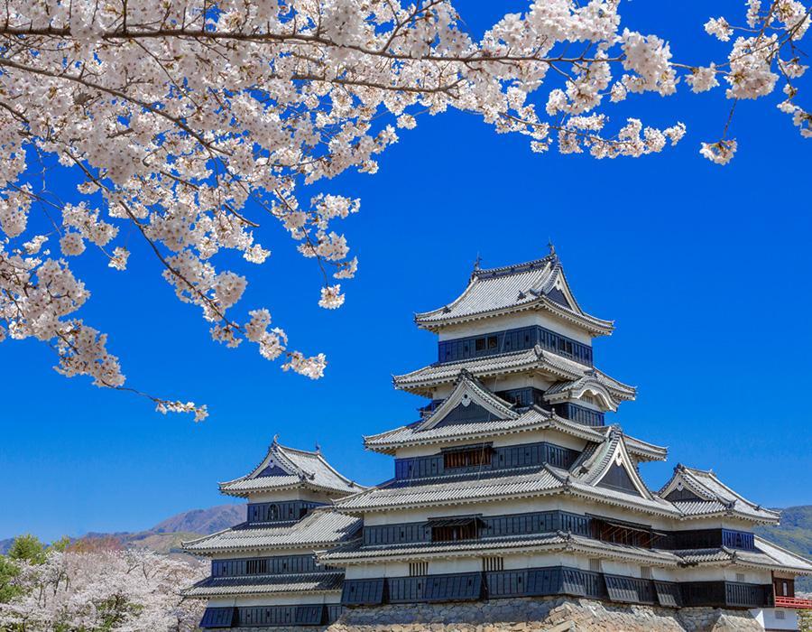 松本城の桜 イメージ写真