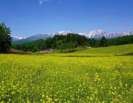 春の信州アルピコバス（首都圏発）　写真